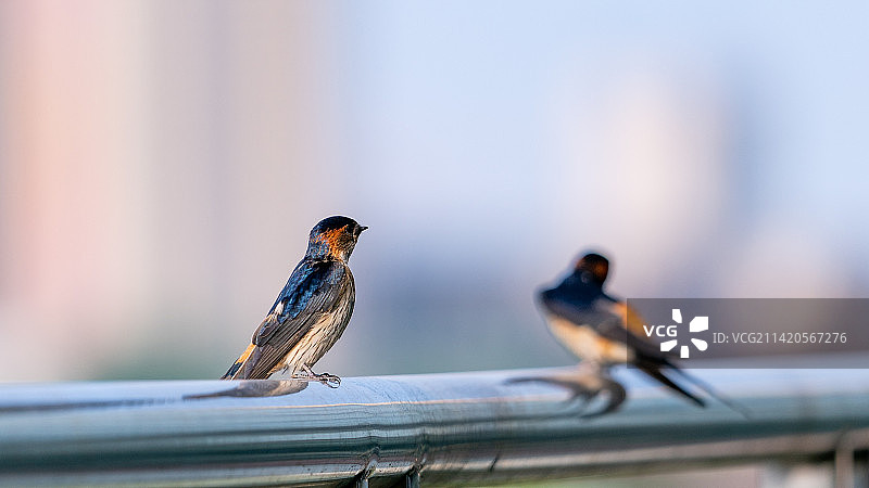 金腰燕图片素材