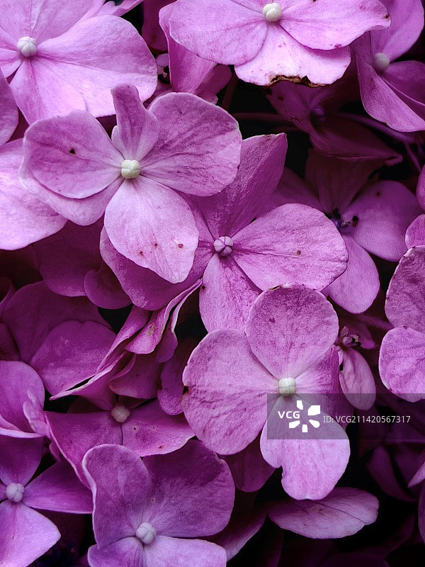 每天一图图片素材