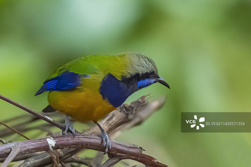 寻觅 -拍摄的橙腹叶鹎于江西武宁伊山森林保护区图片素材