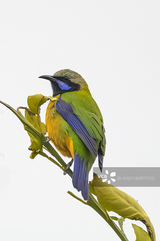 霸气 - 拍摄的橙腹叶鹎于江西武宁伊山森林保护区图片素材