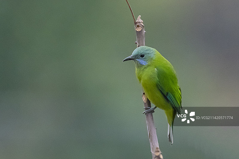 栖息 - 拍摄的橙腹叶鹎于江西武宁伊山森林保护区图片素材