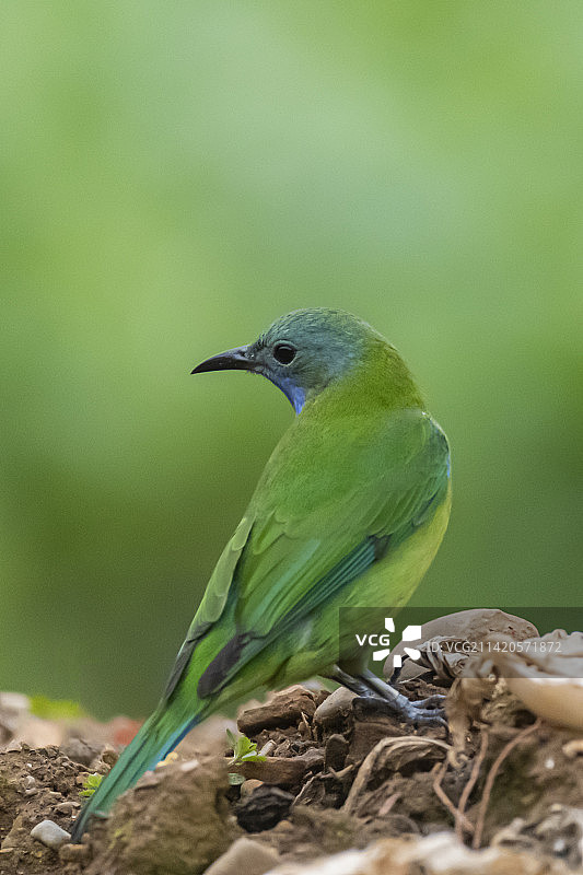 回望 - 拍摄的橙腹叶鹎于江西武宁伊山森林保护区图片素材