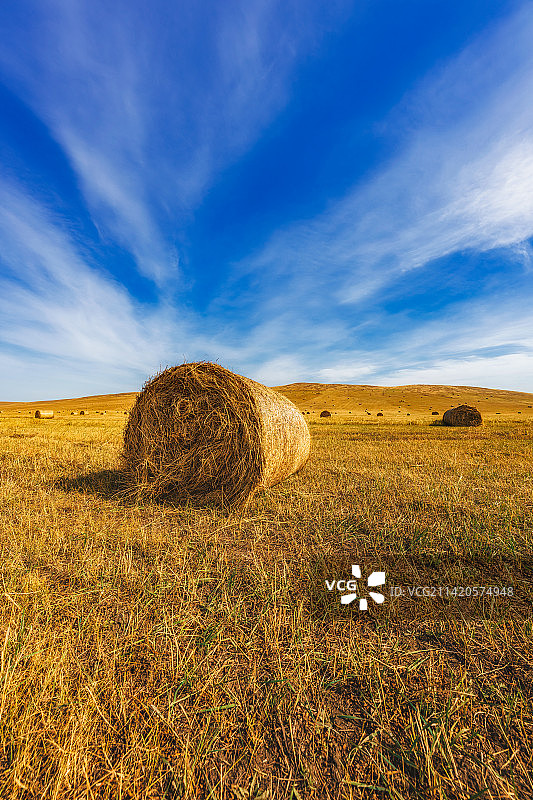 内蒙古呼伦贝尔大草原额尔古纳河畔牧场上秋季金色的干草卷户外风光图片素材