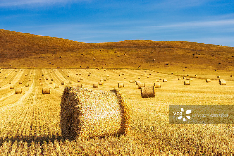 内蒙古呼伦贝尔大草原额尔古纳河畔牧场上秋季金色的干草卷户外风光图片素材
