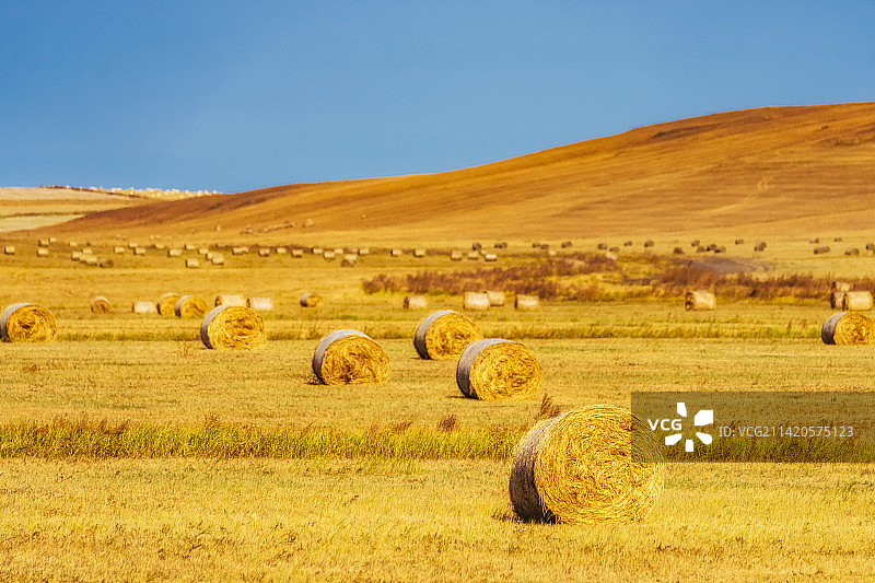 内蒙古呼伦贝尔大草原额尔古纳河畔牧场上秋季金色的干草卷户外风光图片素材