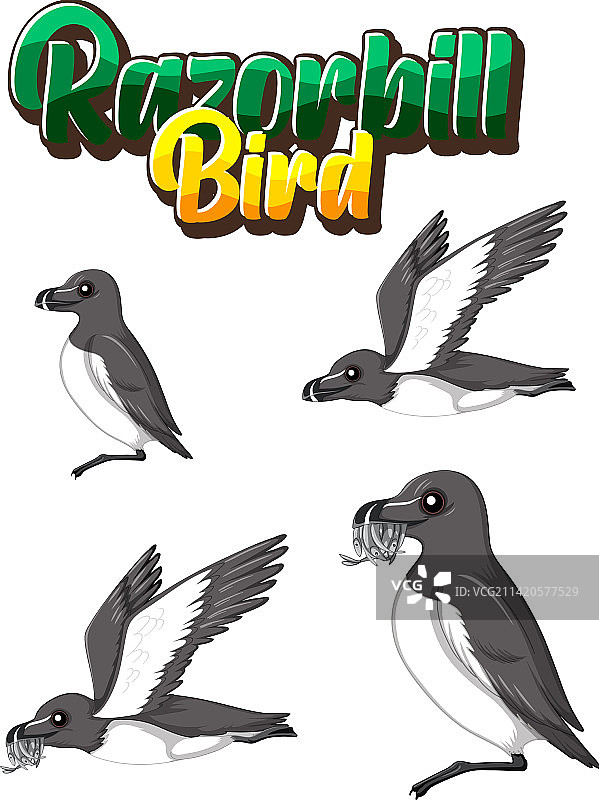 不同姿势的海雀卡通角色图片素材