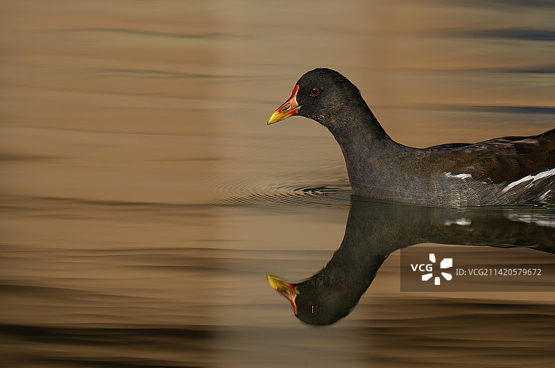 黑水鸡图片素材