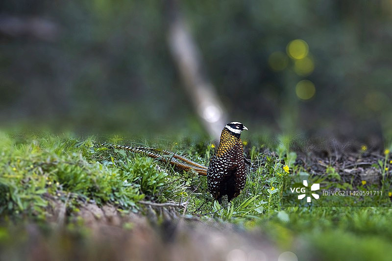 白颈长尾雉图片素材