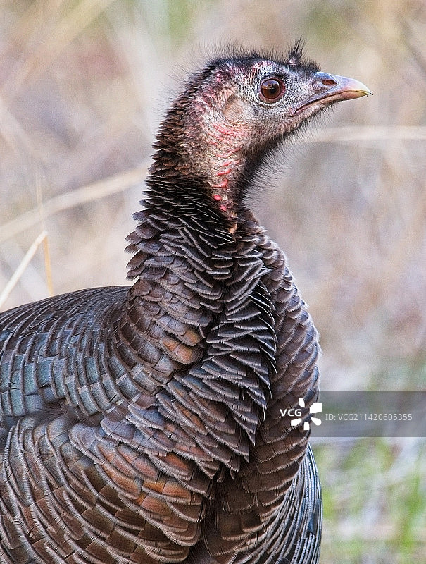火鸡的特写，锡安国家公园旅馆，美国图片素材