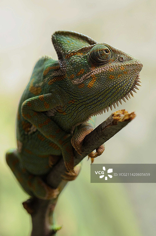 印度尼西亚植物上的变色龙特写图片素材