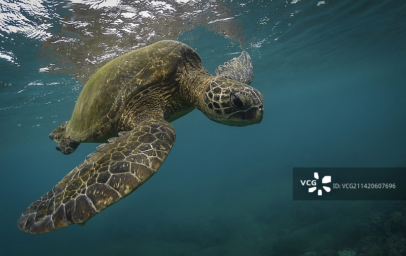 绿海龟在海中游泳特写，美国南卡罗来纳州旅行者休息地图片素材