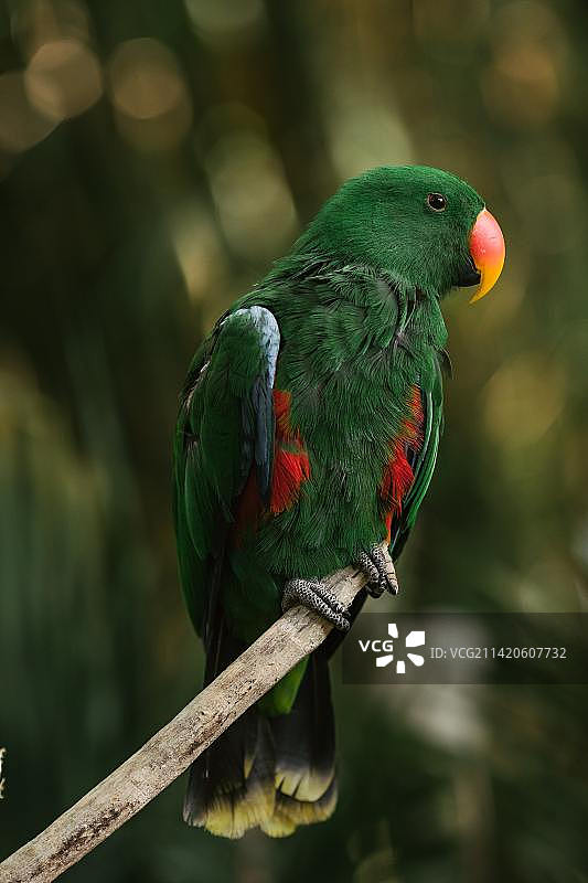 特写：折衷鹦鹉栖息在树枝上，印度尼西亚图片素材