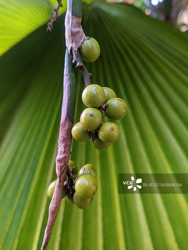 树上生长的水果特写，印度尼西亚图片素材