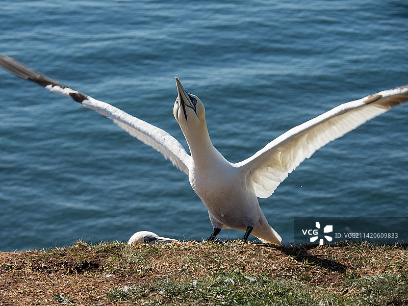黑尔戈兰岛位于德国黑尔戈兰的北海图片素材