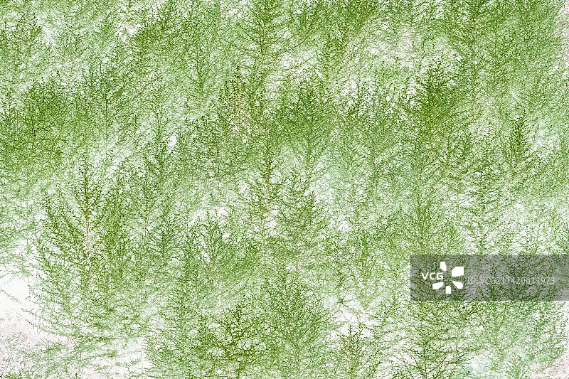 重庆乡村绿色植物-地肤图片素材