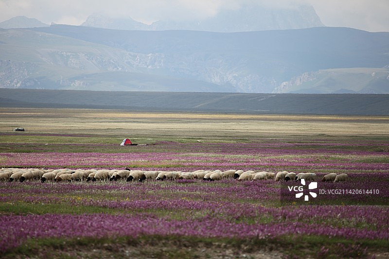 新疆和静：繁花似锦的巴音布鲁克草原图片素材