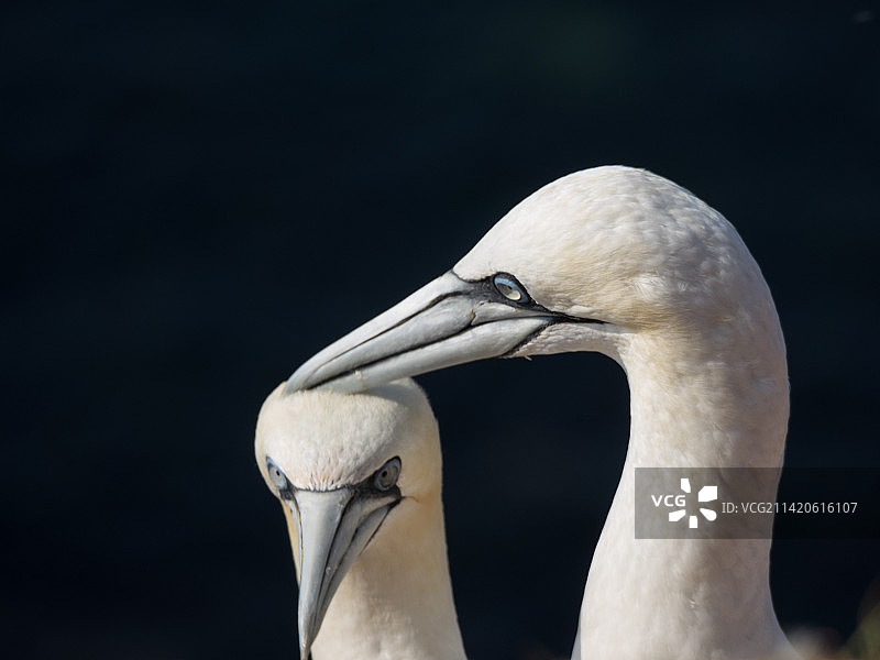 黑尔戈兰岛位于德国黑尔戈兰的北海图片素材