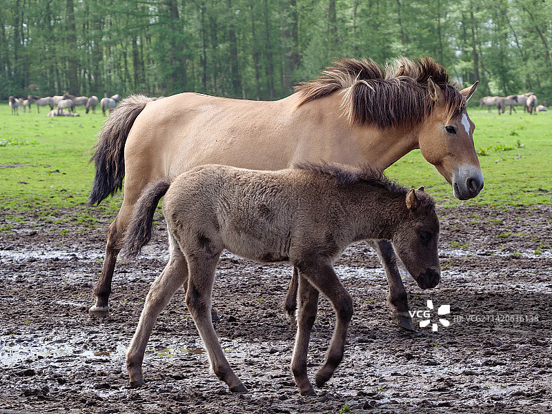 两匹马，德国图片素材