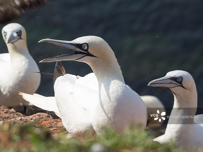 黑尔戈兰岛位于德国黑尔戈兰的北海图片素材