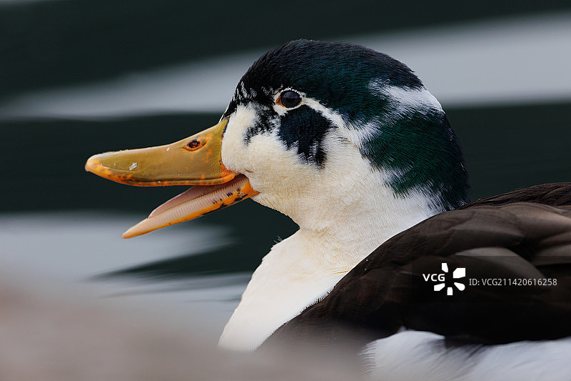 意大利翁布里亚湖中游泳的海鸭特写图片素材