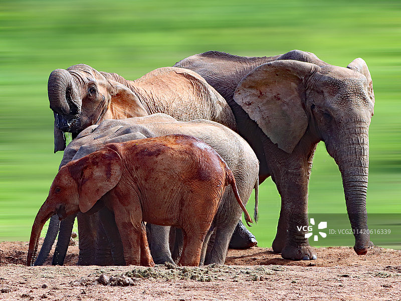 南非阿多大象国家公园的两头大象图片素材
