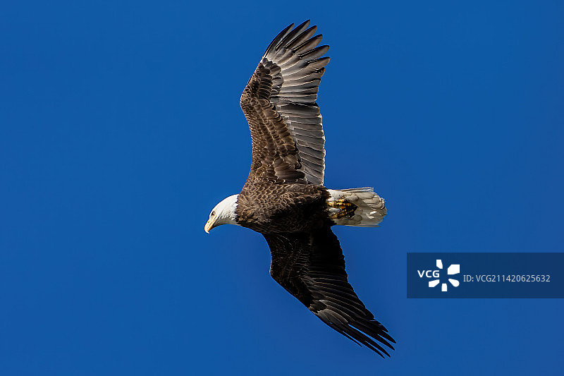 美国亨廷顿海滩州立公园秃头白鹭的低角度视图图片素材