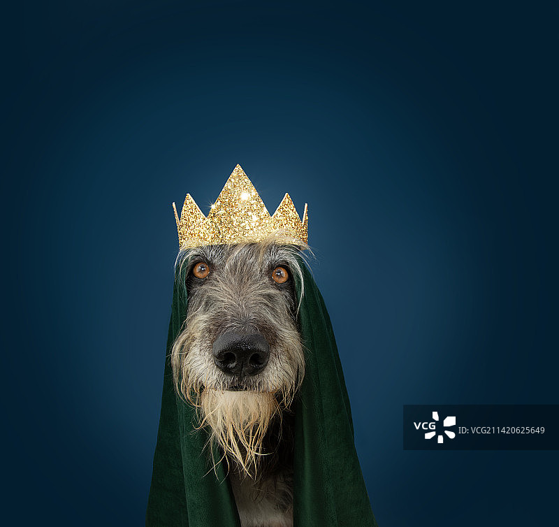 庆祝狂欢节、万圣节或新年，打扮成国王的有趣小狗肖像，西班牙赫罗纳图片素材