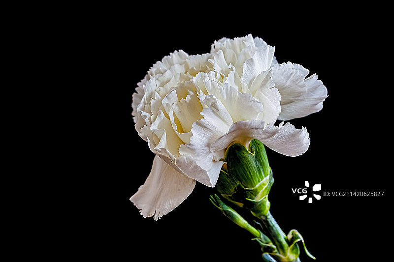 纽约黑色背景上的白色花朵特写，美国图片素材