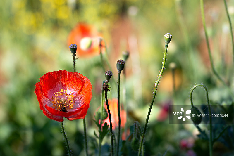 红色罂粟花特写图片素材