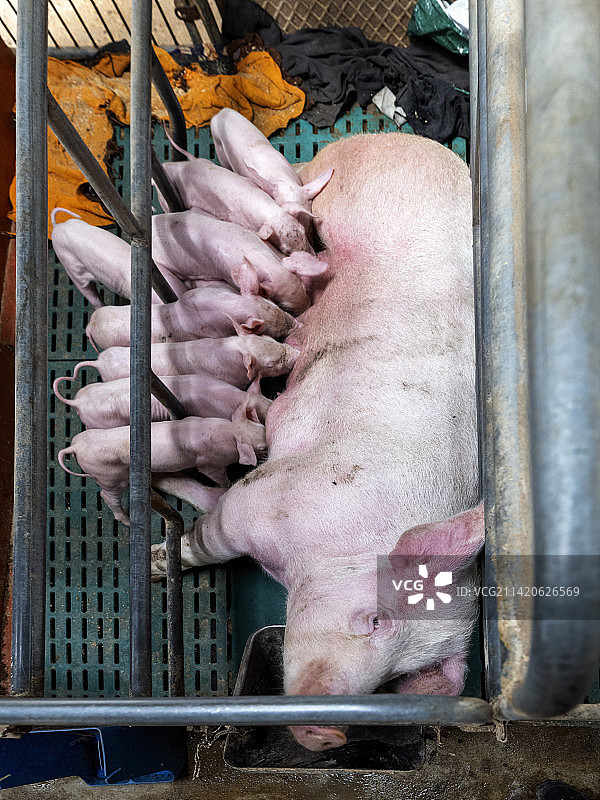 重庆乡村振兴-生猪饲养图片素材