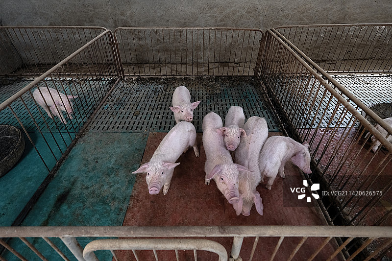 重庆乡村振兴-生猪饲养图片素材