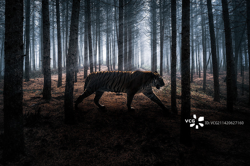 孟加拉虎图片素材