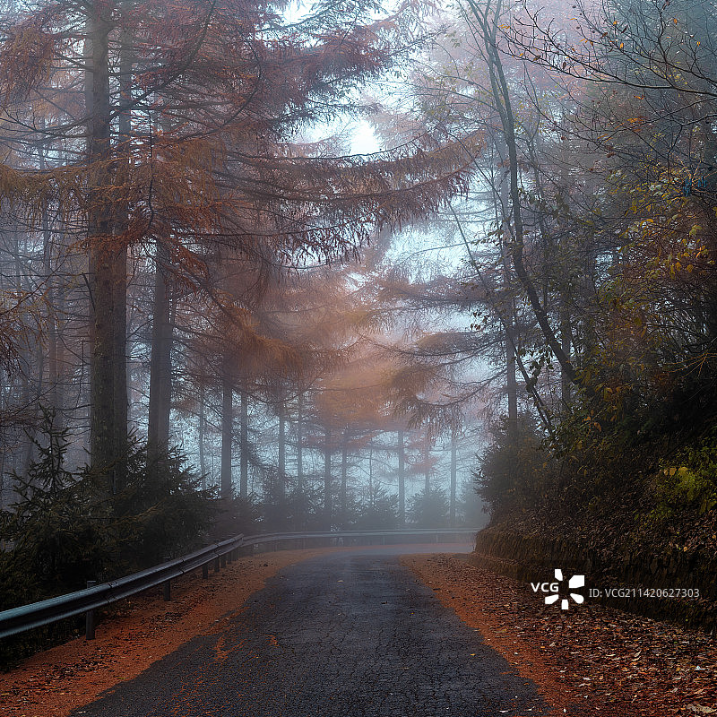 重庆巫山森林秋日美景图片素材
