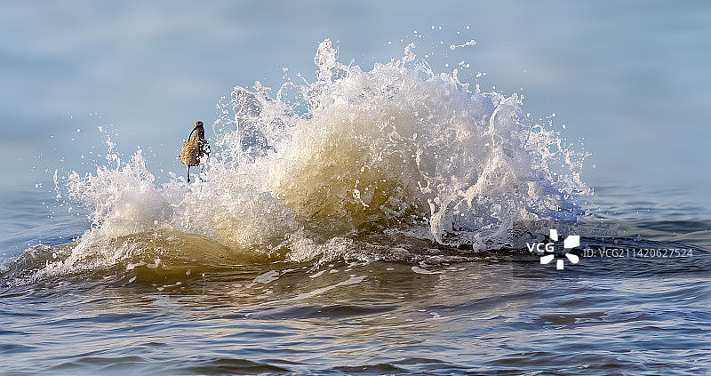 淡定的海鸟图片素材