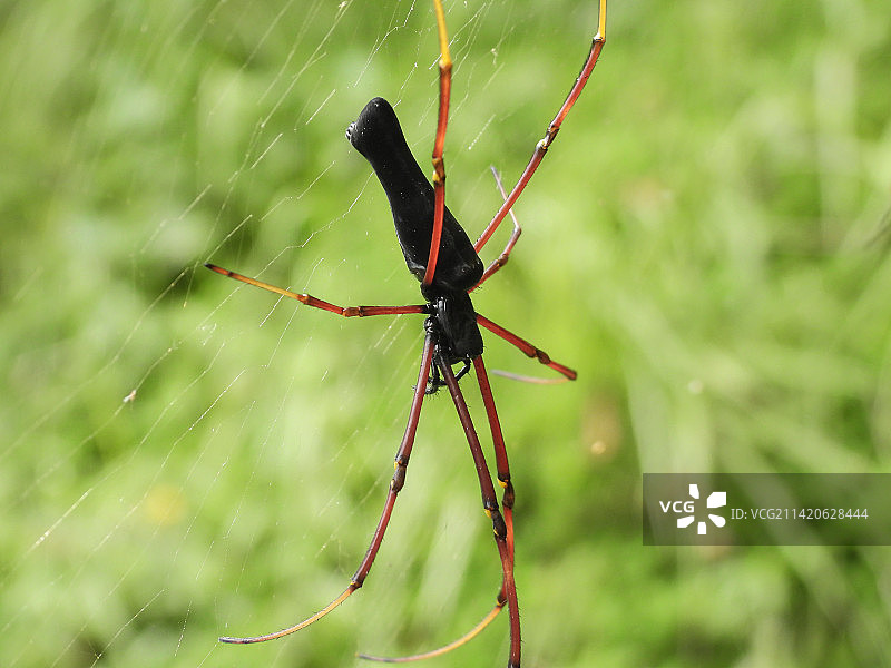 菲律宾：蜘蛛在网上特写图片素材