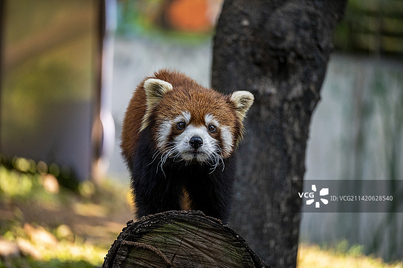 小浣熊图片素材