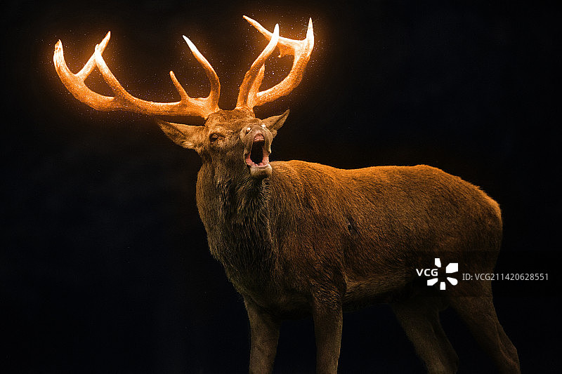 印度尼西亚，站在黑色背景前的红鹿肖像图片素材