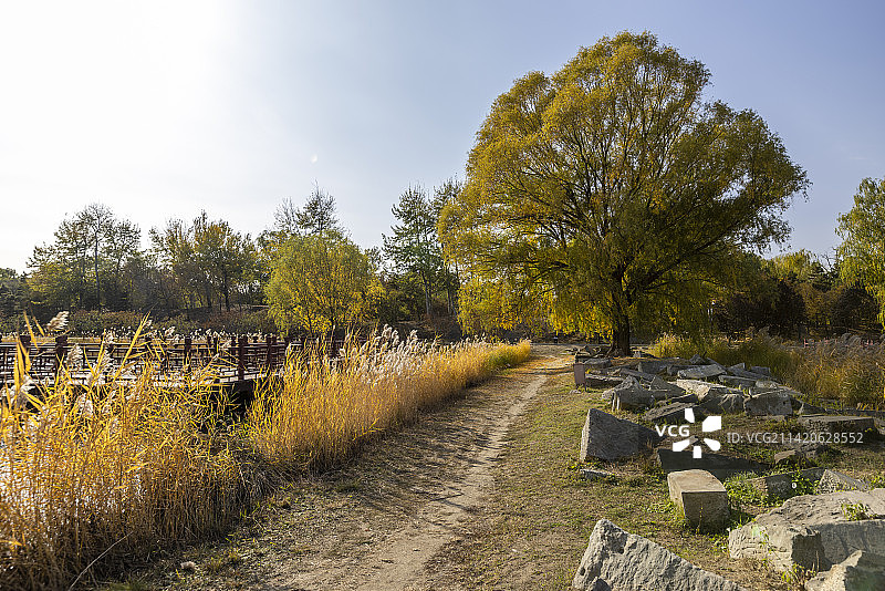 北京圆明园曲院风荷秋色图片素材