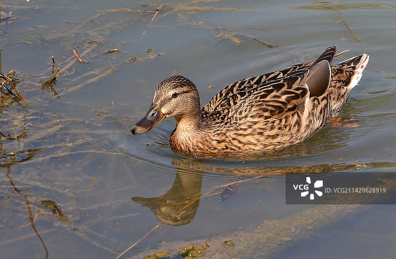 在意大利游泳的雌性绿头鸭图片素材