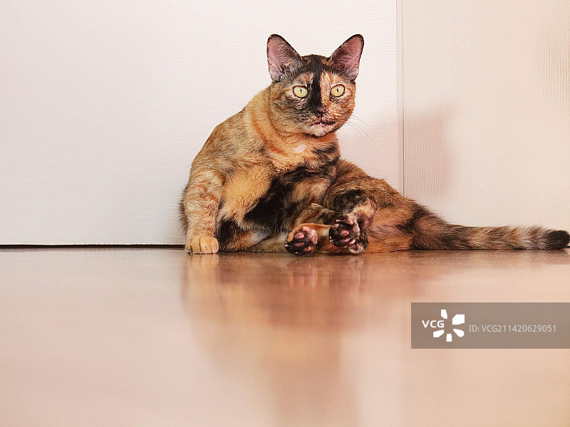 虎斑猫好奇地看着屋外图片素材