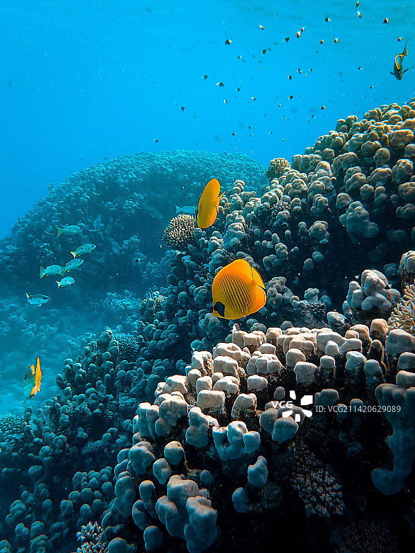 男子在印度尼西亚海域潜水图片素材