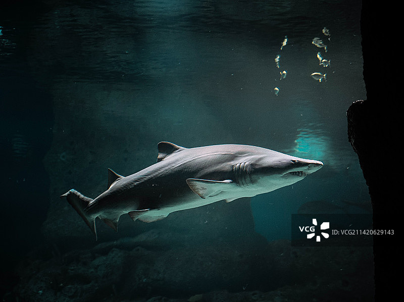 印度尼西亚海中游泳的鲨鱼特写图片素材
