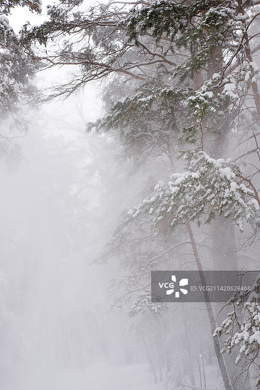 冬季俄罗斯森林中的树木图片素材