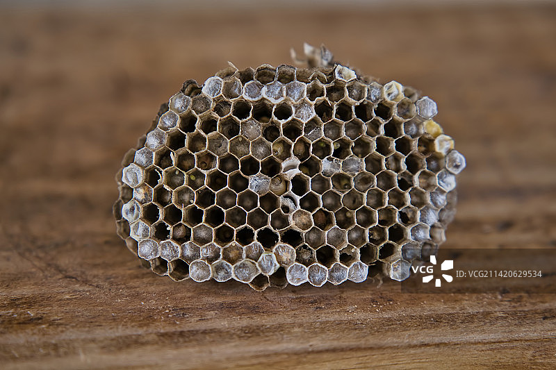 塞舌尔桌子上的蜂巢特写图片素材
