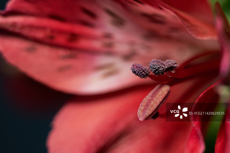 比利时阿隆海因施的红色花朵特写图片素材