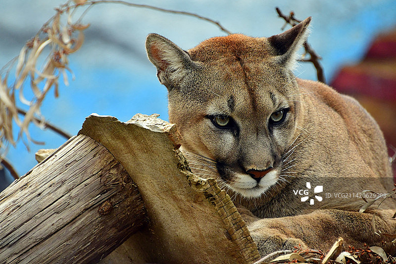 猫咪特写，美国图片素材