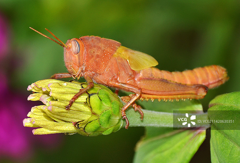 树叶上的昆虫特写，意大利图片素材