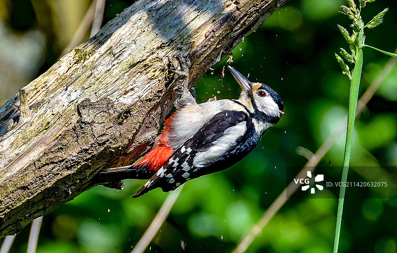 新加坡，啄木鸟栖息在树上特写图片素材