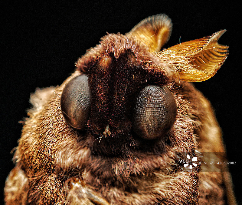 黑色背景下的昆虫特写图片素材