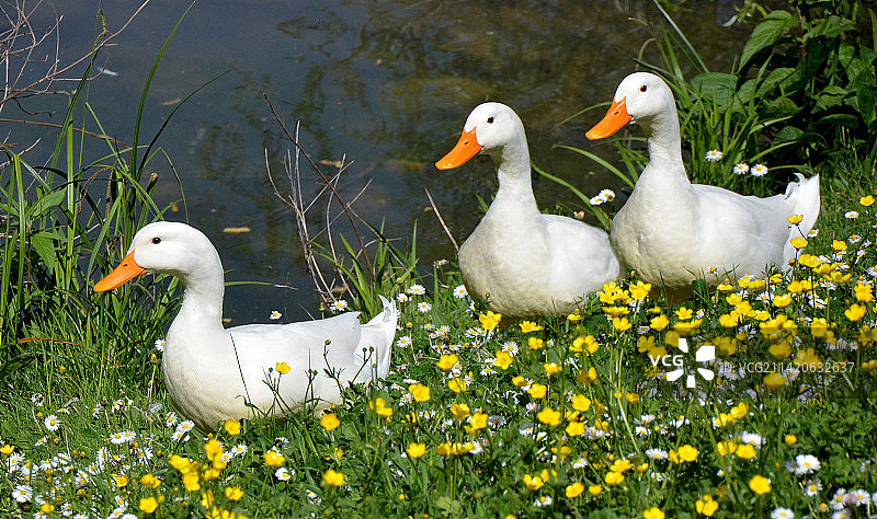 意大利：田野上的鸭子特写图片素材